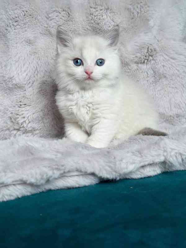 Zdravá a hravá koťata k adopci zdarma v České republice