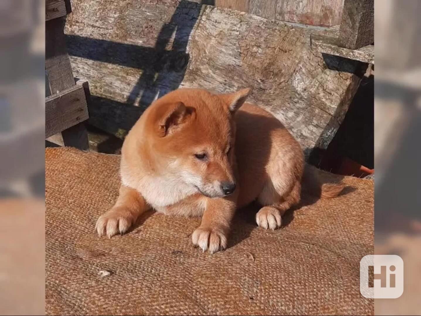 K dispozici krásné štěně Shiba inu - foto 1