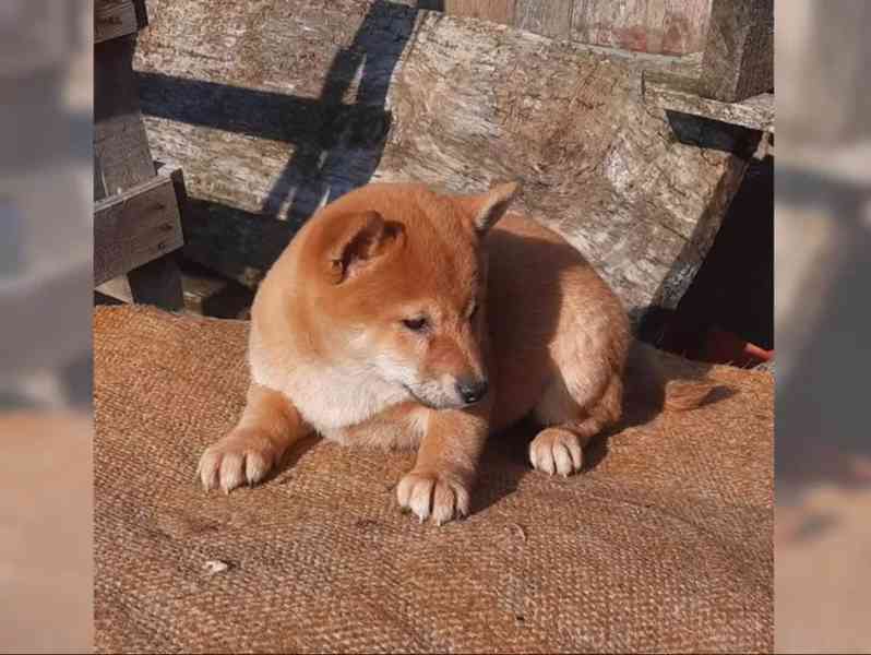 K dispozici krásné štěně Shiba inu - foto 1