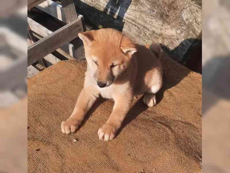K dispozici krásné štěně Shiba inu - foto 3