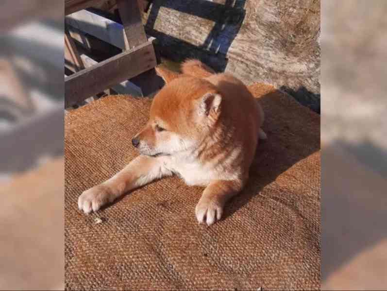 K dispozici krásné štěně Shiba inu - foto 6