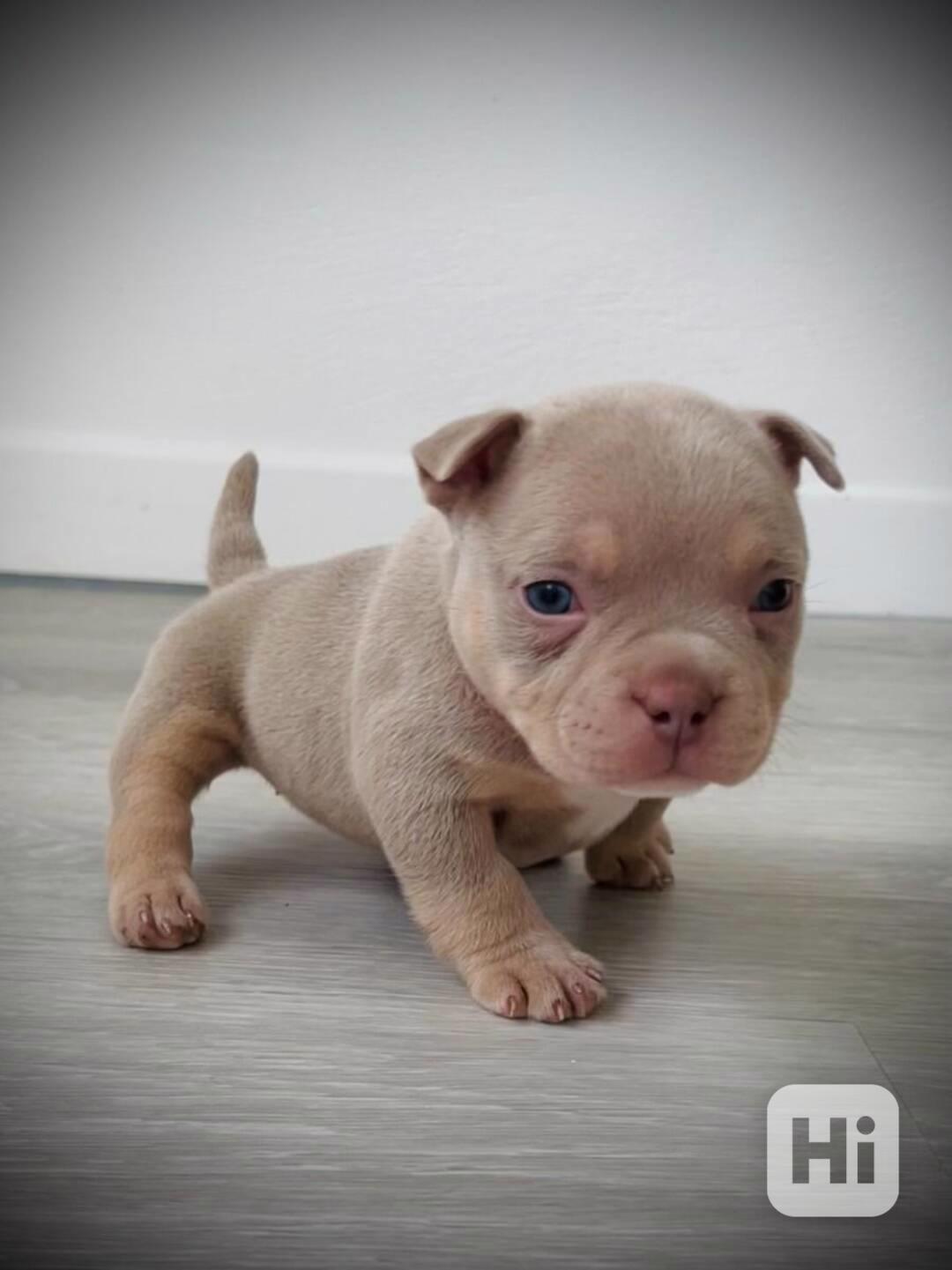 Štěňátko amerického kapesního buldoka k adopci zdarma  - foto 1