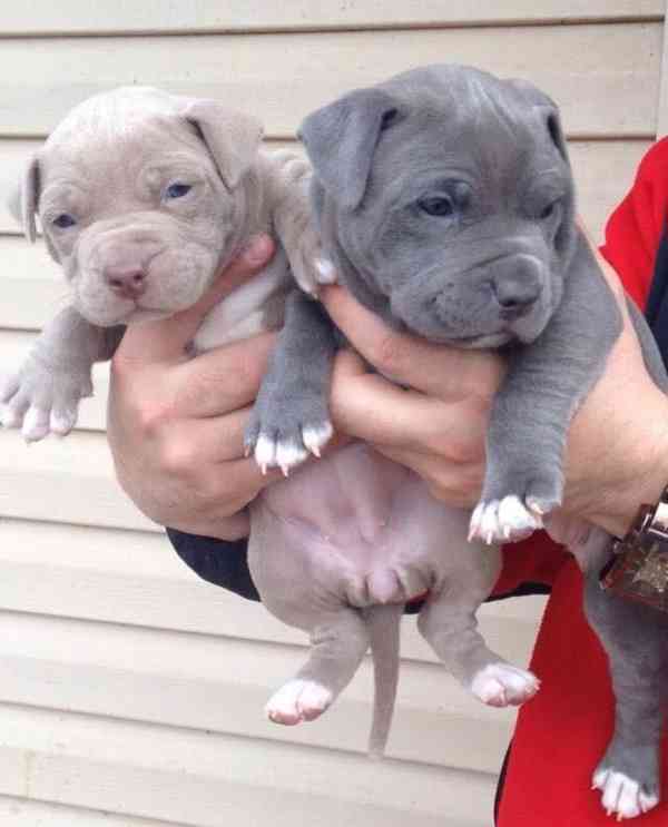Štěňátko amerického kapesního buldoka k adopci zdarma  - foto 2