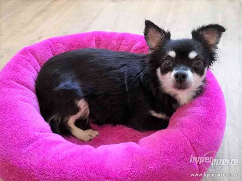 Čivava fenka - foto 1