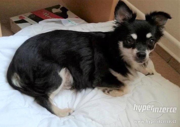 Čivava fenka - foto 2