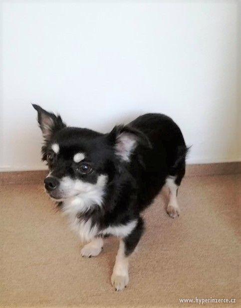 Čivava fenka - foto 3