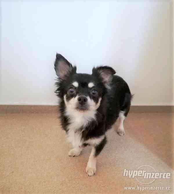 Čivava fenka - foto 4