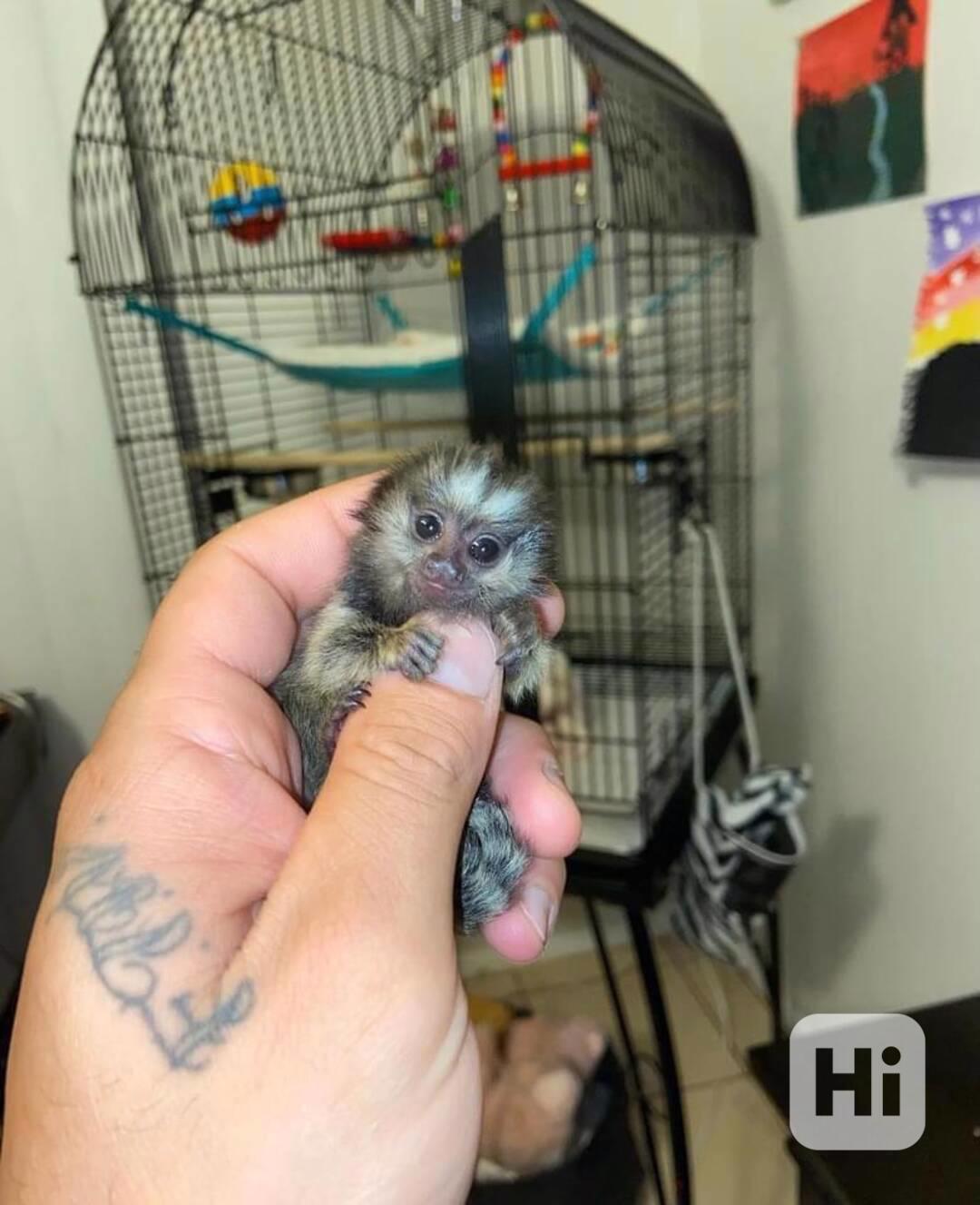 Roztomilé kosmani k uchovávání - foto 1