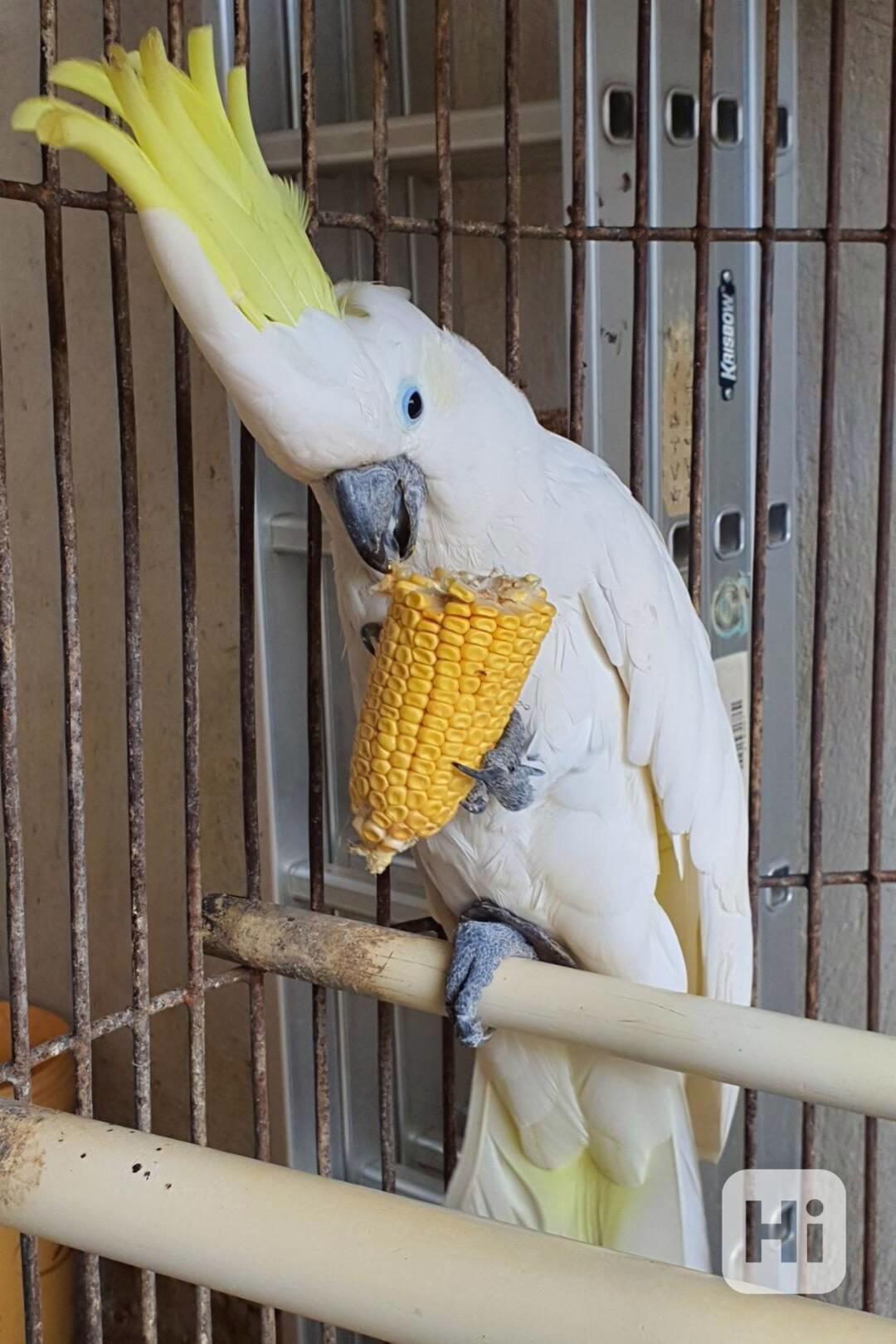 2 papoušci kakadu Deštník nyní k bezplatné adopci    - foto 1