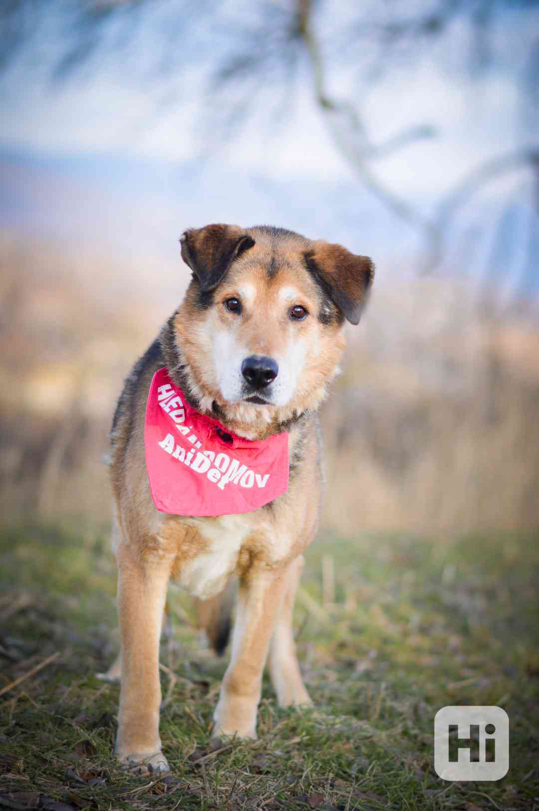 Rexík - starší kříženec ovčáka, nechce dožít v útulku - foto 1