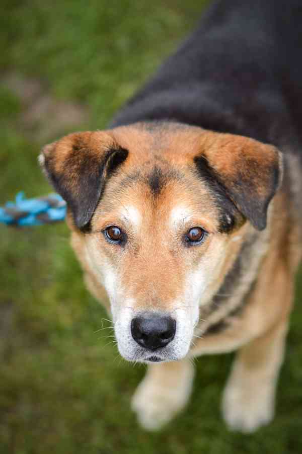 Rexík - starší kříženec ovčáka, nechce dožít v útulku - foto 11