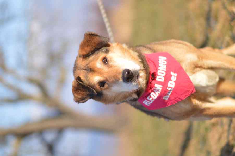 Rexík - starší kříženec ovčáka, nechce dožít v útulku - foto 3