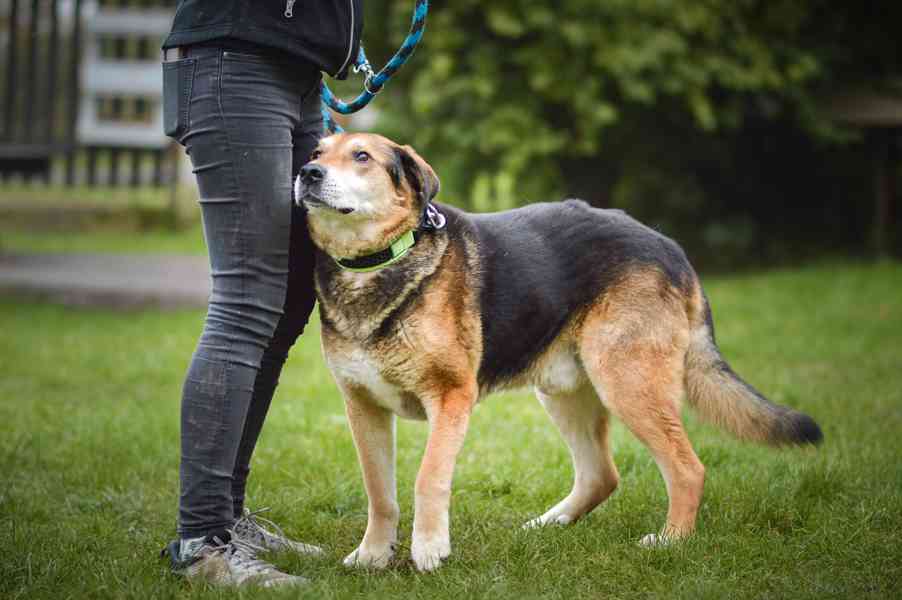 Rexík - starší kříženec ovčáka, nechce dožít v útulku - foto 7