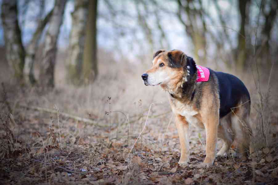 Rexík - starší kříženec ovčáka, nechce dožít v útulku - foto 4