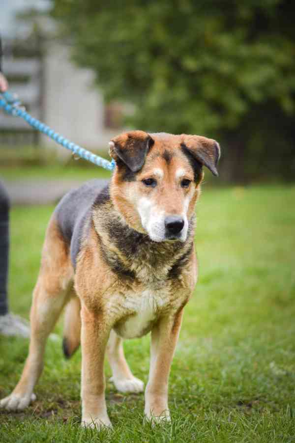 Rexík - starší kříženec ovčáka, nechce dožít v útulku - foto 9