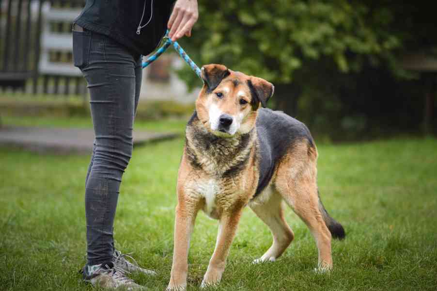 Rexík - starší kříženec ovčáka, nechce dožít v útulku - foto 8