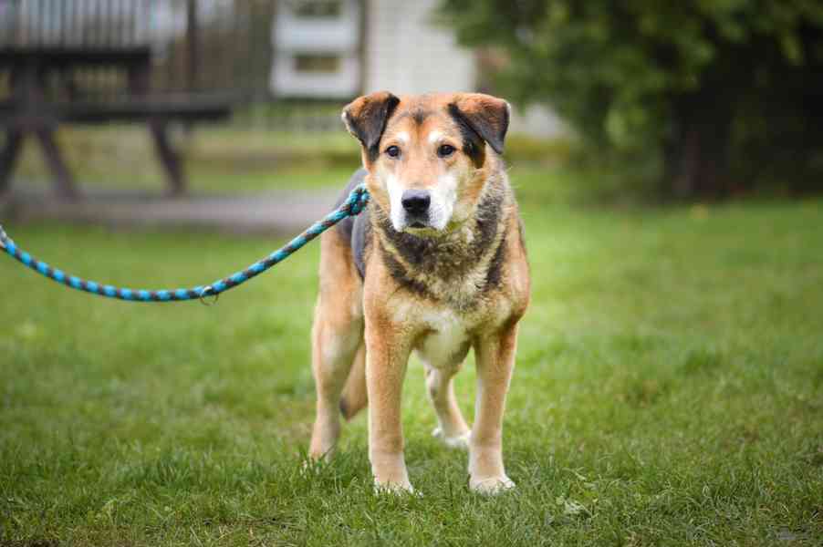 Rexík - starší kříženec ovčáka, nechce dožít v útulku - foto 10