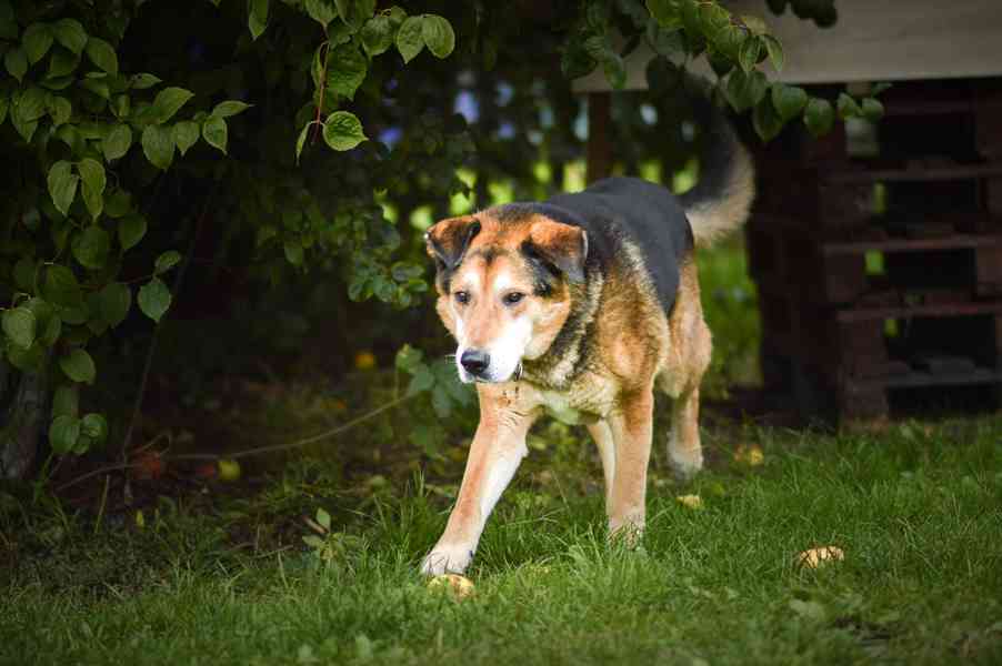 Rexík - starší kříženec ovčáka, nechce dožít v útulku - foto 6