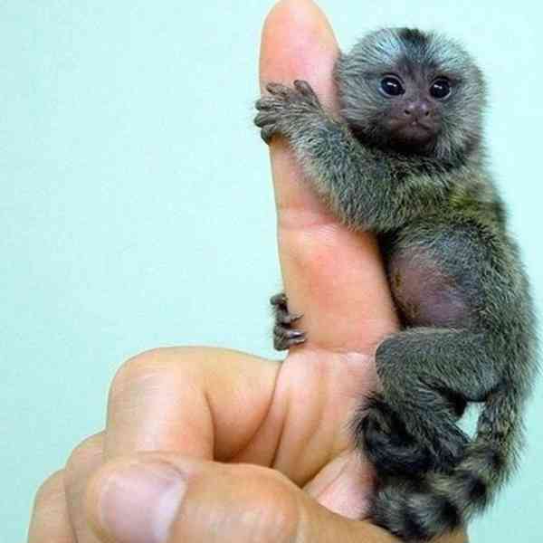 prst dítě opice kosman - foto 1