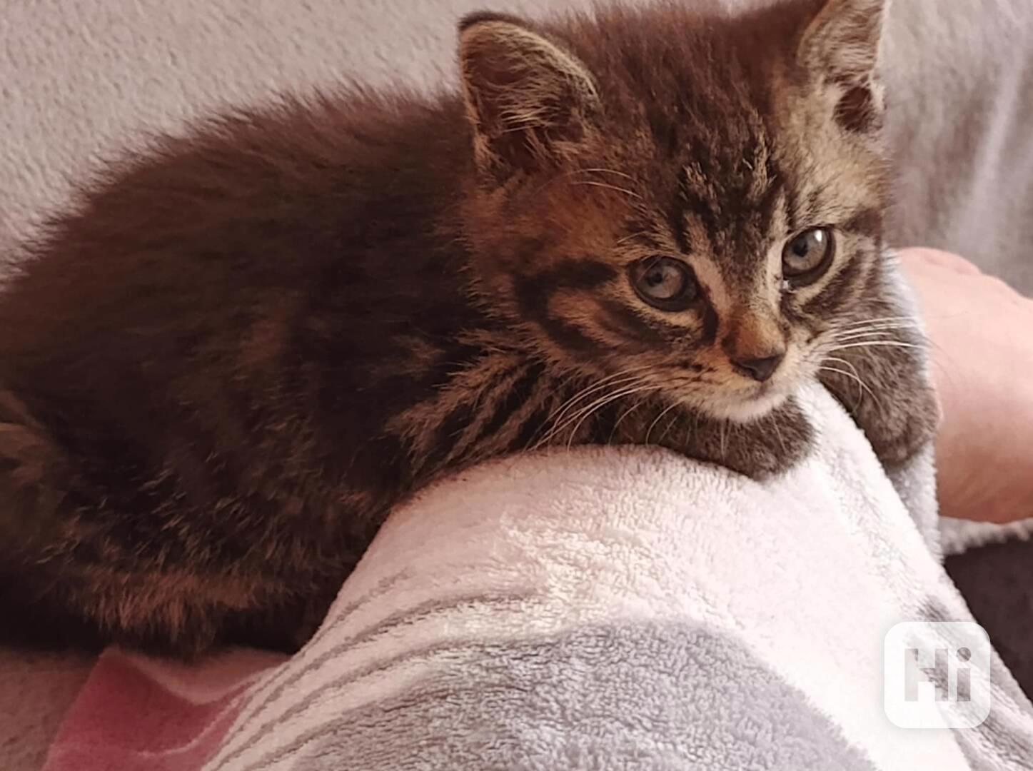 Drobeček hledá náhradní maminku - foto 1
