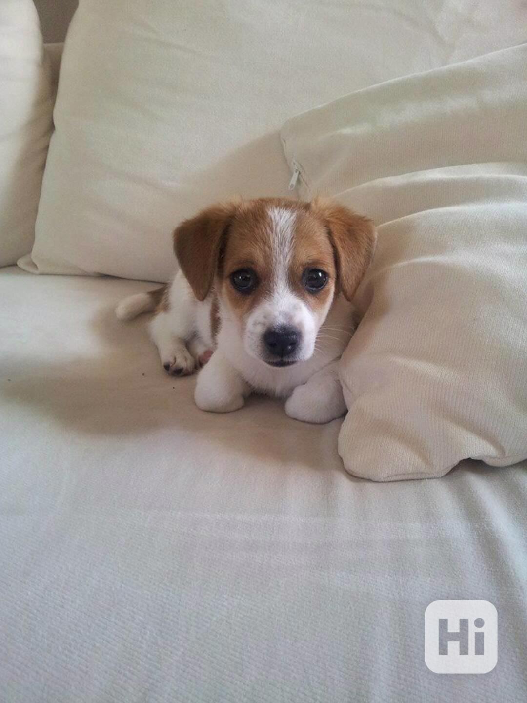 Štěňata JRT s PP - foto 1
