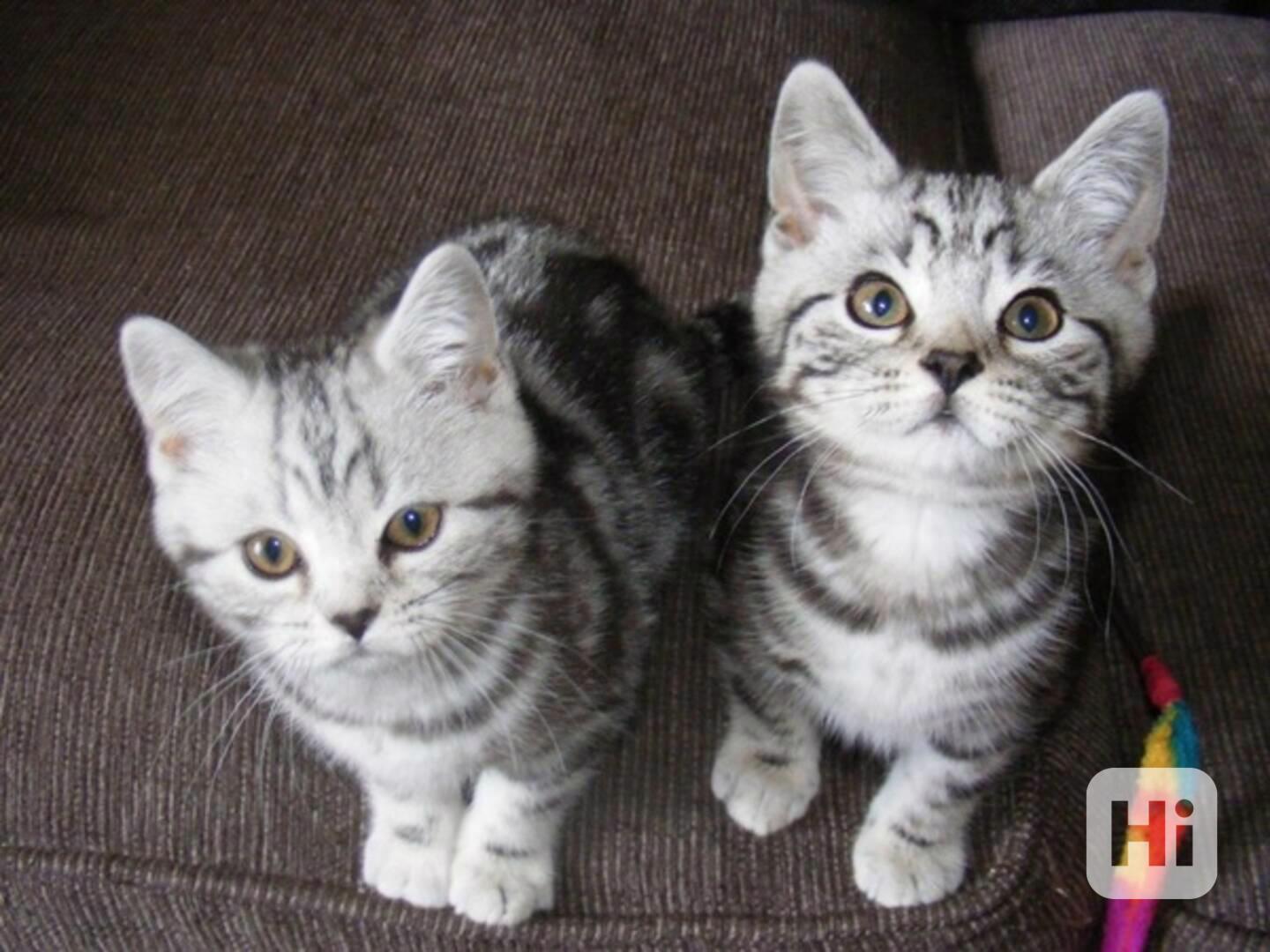 BKH Koťátka s rodokmenem - foto 1