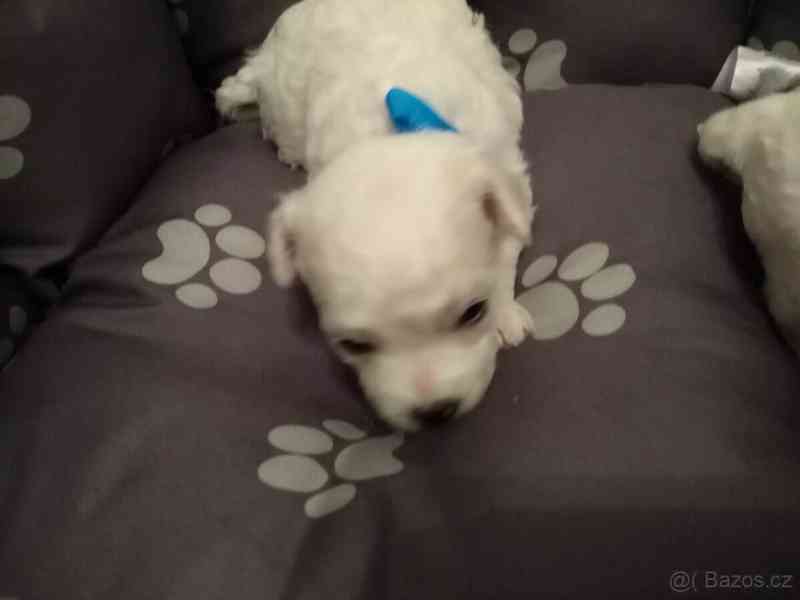 Bišonek štěně prodej - foto 3