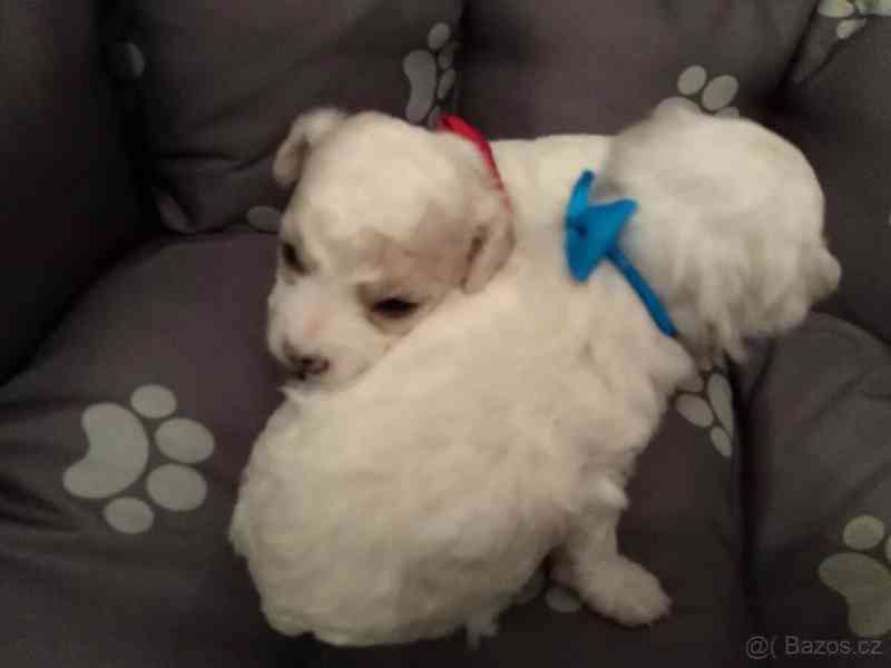 Bišonek štěně prodej - foto 1