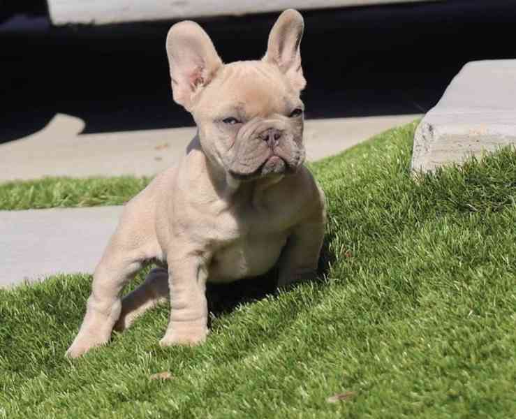 Tato rozkošná štěňátka francouzského buldočka 