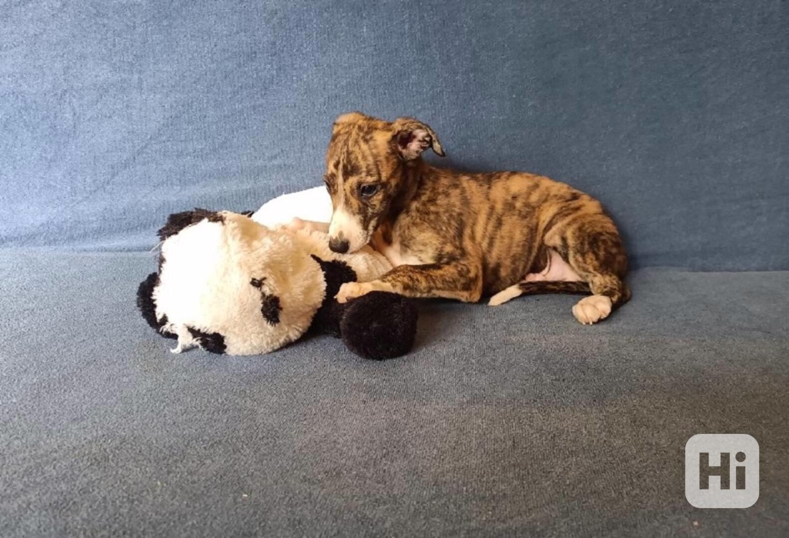 Whippet /Vipet/ - prodám pejsky bez pp - foto 1