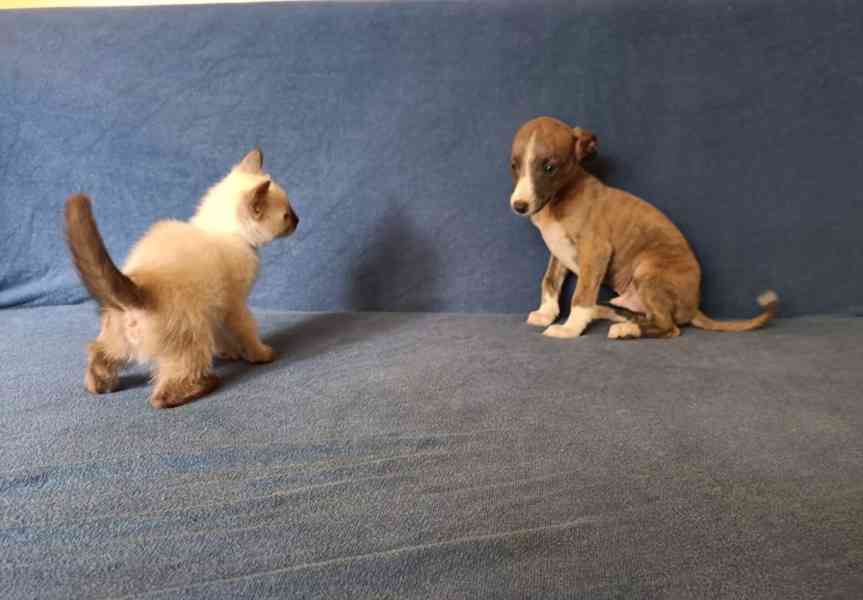 Whippet /Vipet/ - prodám pejsky bez pp - foto 3