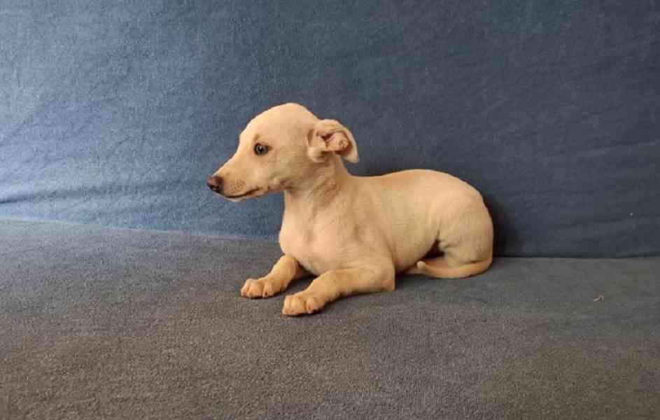 Whippet /Vipet/ - prodám pejsky bez pp - foto 2