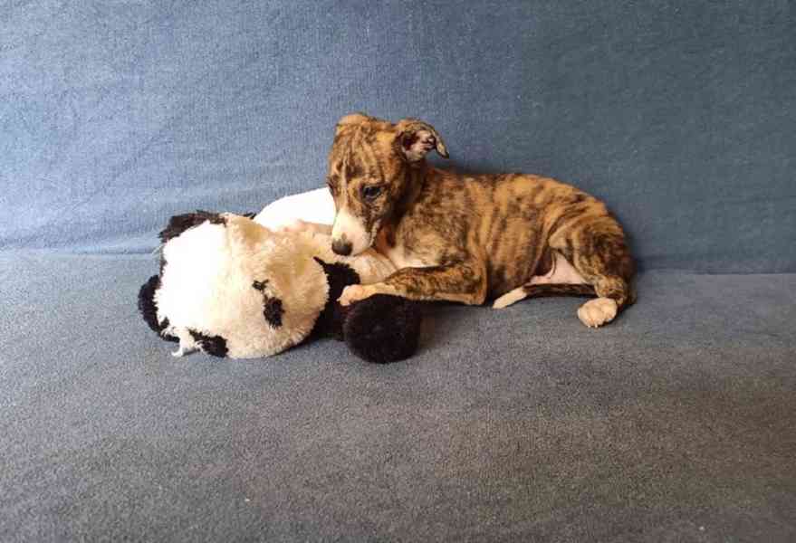 Whippet /Vipet/ - prodám pejsky bez pp - foto 1