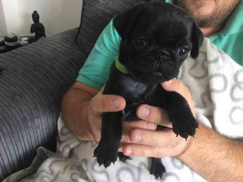 Mops (Mopslík) Pug štěňátka - foto 2