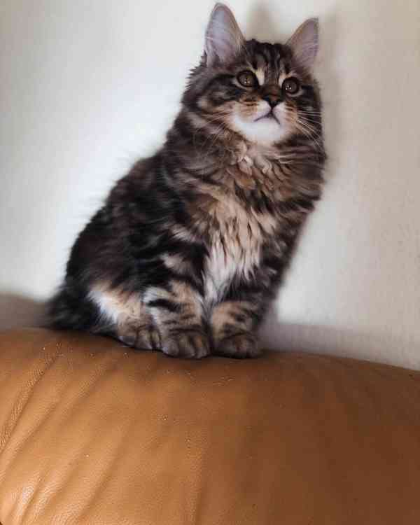 Kurilský Bobtail kočička s PP - foto 4