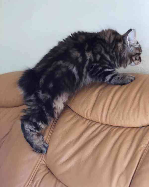 Kurilský Bobtail kočička s PP - foto 3