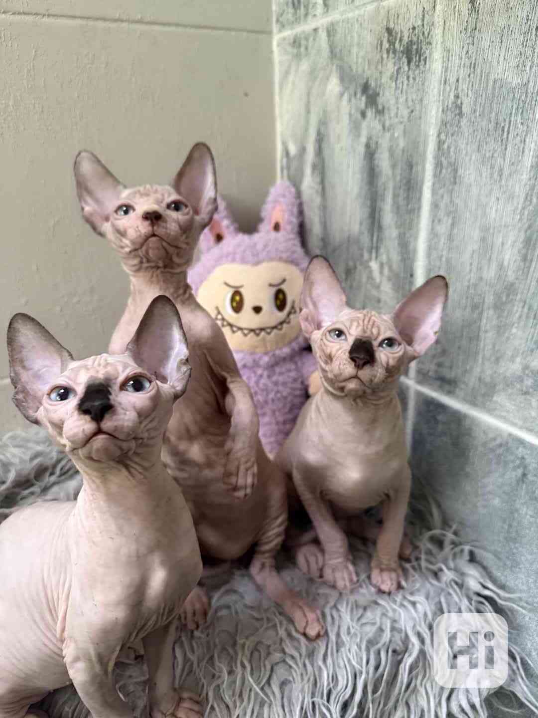 Kanadský sphynx  - foto 1