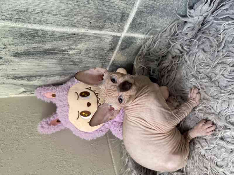 Kanadský sphynx  - foto 2