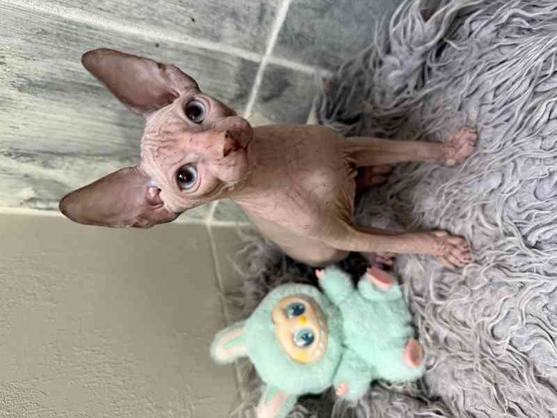 Kanadský sphynx  - foto 4