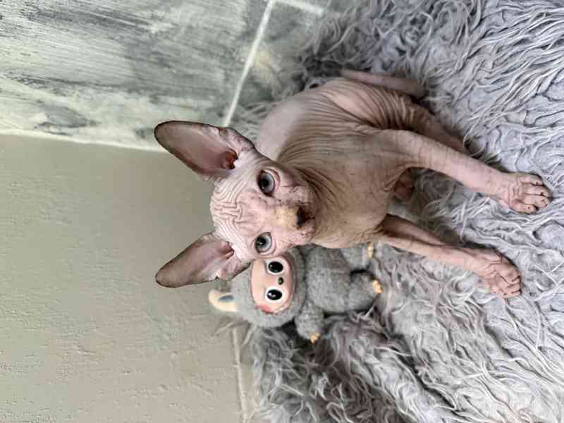 Kanadský sphynx  - foto 3