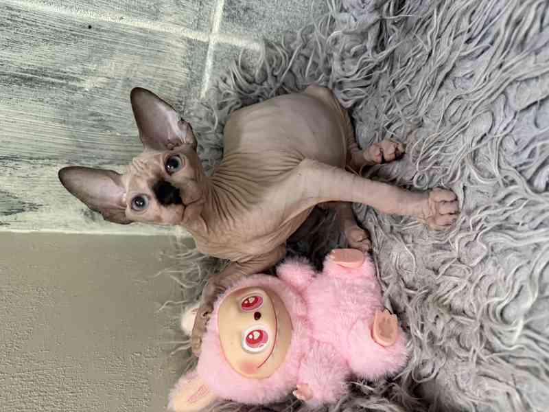 Kanadský sphynx  - foto 5