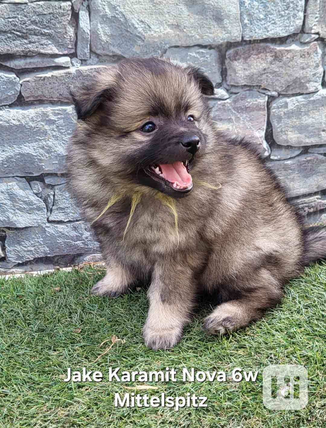 Německý špic střední štěňátka s PP  - foto 1