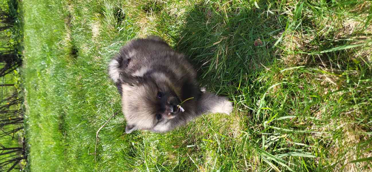 Německý špic střední štěňátka s PP  - foto 2