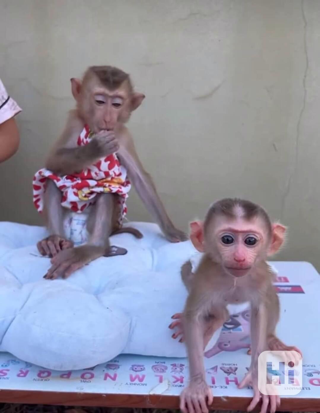 🐒 Samec a samice kapucínských opic - foto 1