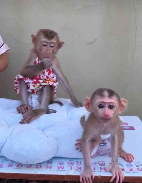 🐒 Samec a samice kapucínských opic