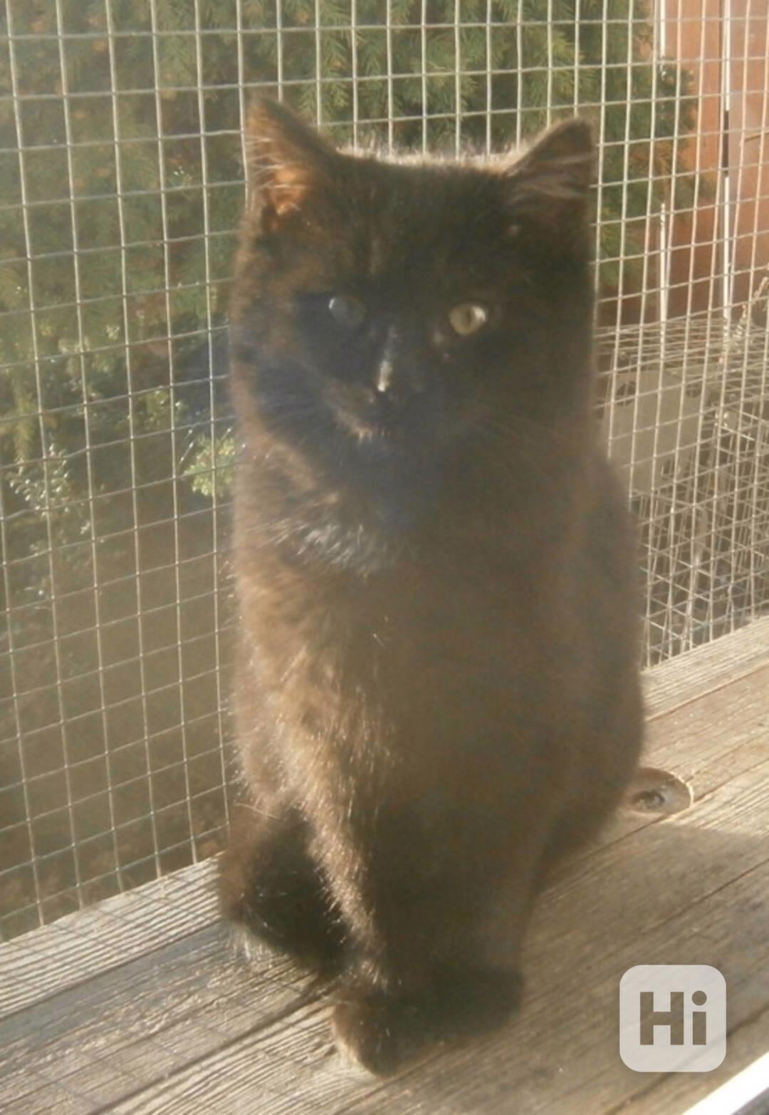 Černý hodný medvídek 3měsíční Míša hledá domov. - foto 1