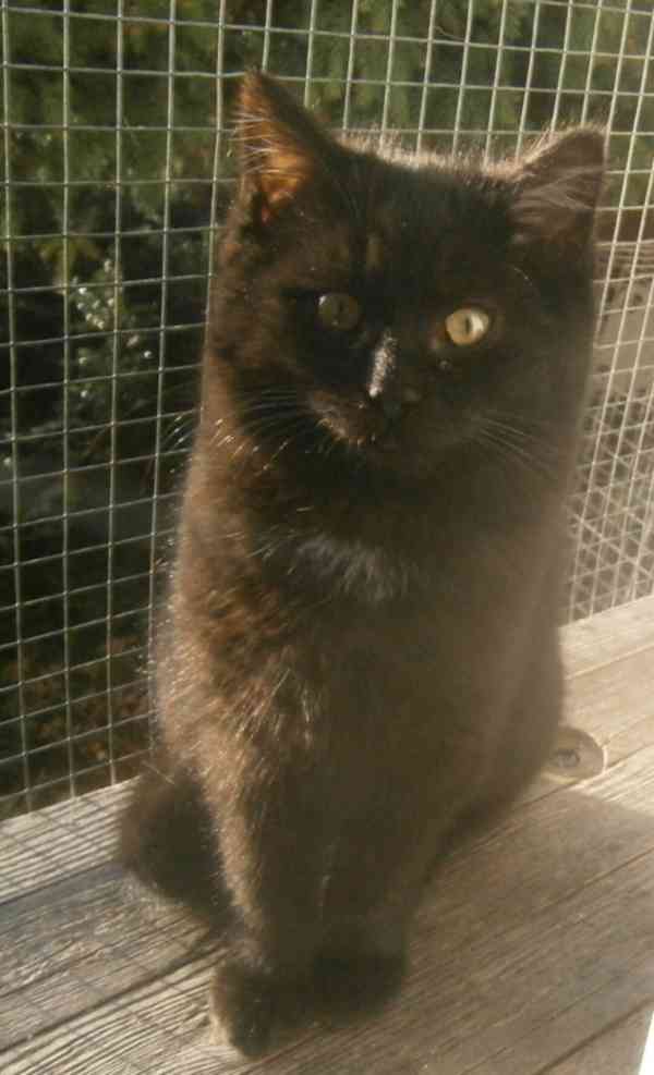 Černý hodný medvídek 3měsíční Míša hledá domov. - foto 2