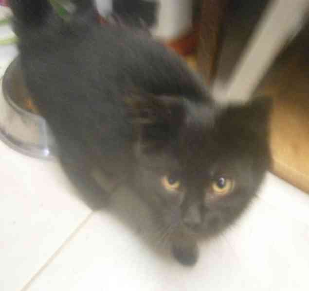 Černý hodný medvídek 3měsíční Míša hledá domov. - foto 5