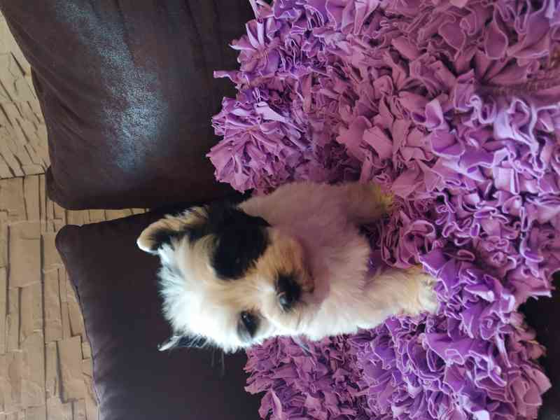 Jorkšírský biewer teriér bez PP, - foto 4