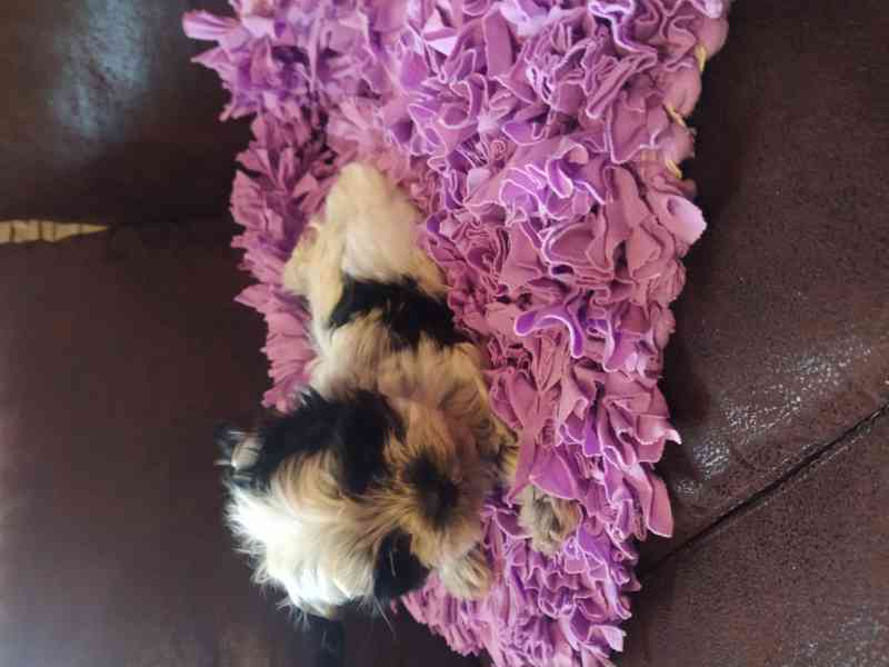 Jorkšírský biewer teriér bez PP, - foto 2